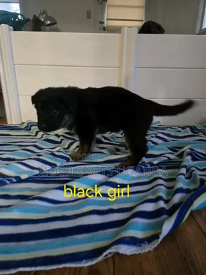 1-3 months Female Purebred German Shepherd