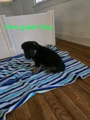 0-1 month Male Purebred German Shepherd