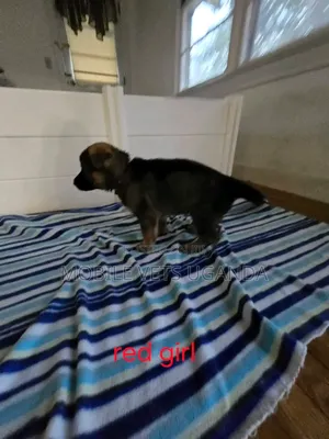 1-3 months Female Purebred German Shepherd