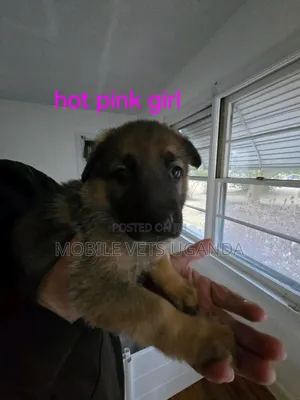 1-3 months Male Purebred German Shepherd