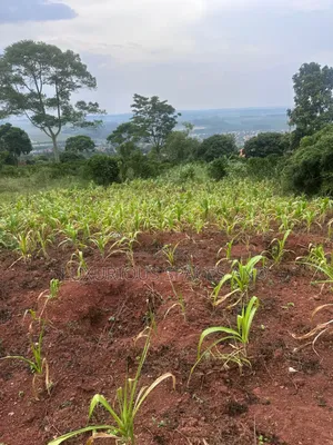 Mbalala-Lukonge 4kms From Mukono Tc
2kms From the Main Road
Jomayi