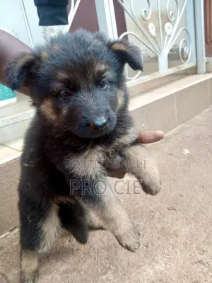 0-1 month Male Purebred German Shepherd