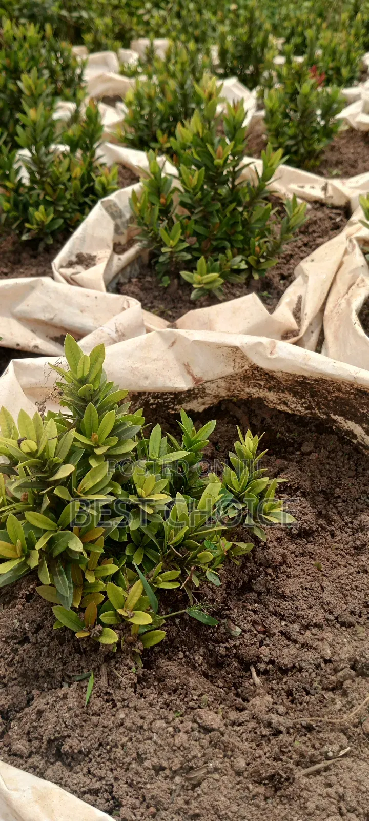 Ixora Plants,Blooms That Wow. Compound Designing and Land Scaping