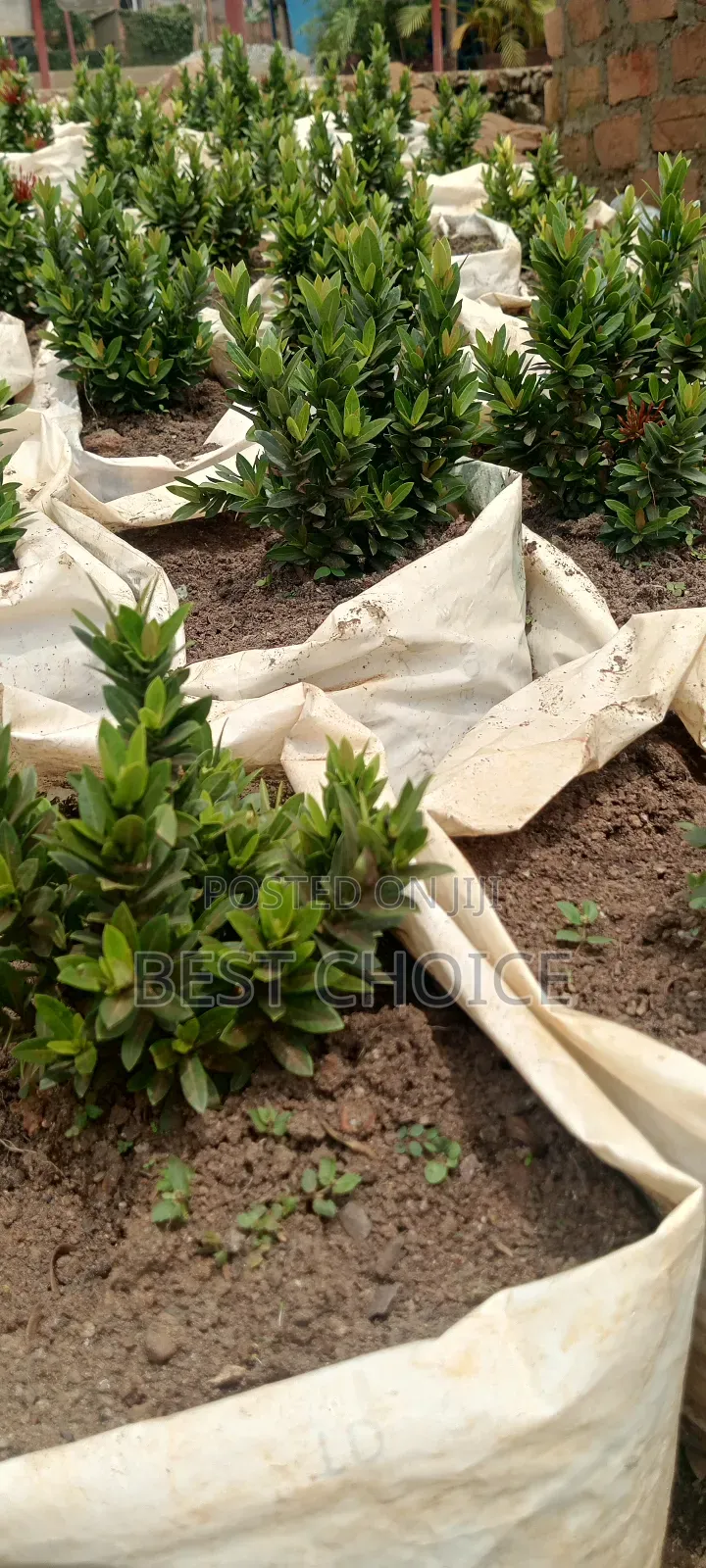 Ixora Plants,Blooms That Wow. Compound Designing and Land Scaping