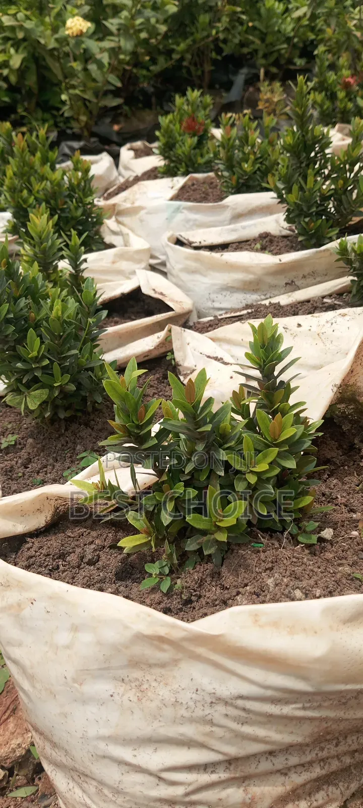 Ixora Plants,Blooms That Wow. Compound Designing and Land Scaping