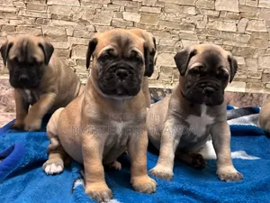 1-3 months Female Purebred Boerboel
