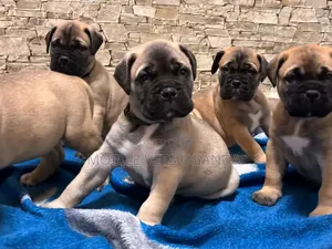 0-1 month Female Purebred Boerboel