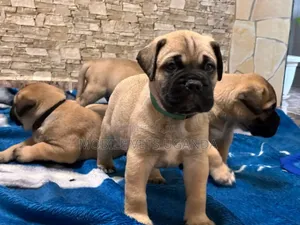 0-1 month Male Purebred Boerboel
