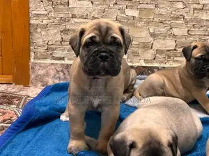 3-6 months Female Purebred Boerboel
