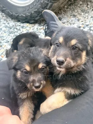 3-6 months Female Purebred German Shepherd