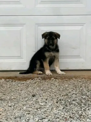 1-3 months Male Purebred German Shepherd