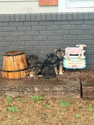 3-6 months Male Purebred German Shepherd