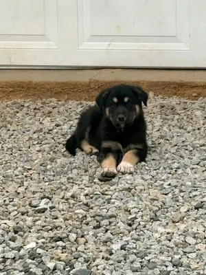1-3 months Female Purebred German Shepherd