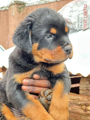 1-3 months Male Purebred Rottweiler