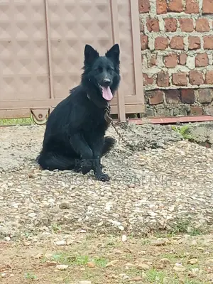 6-12 months Female Purebred German Shepherd