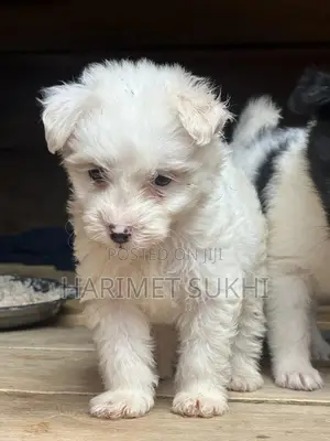 1-3 months Male Purebred Maltese