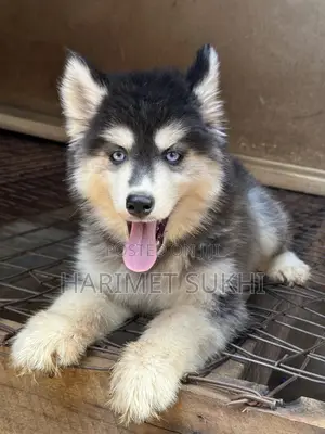3-6 months Female Purebred Siberian Husky