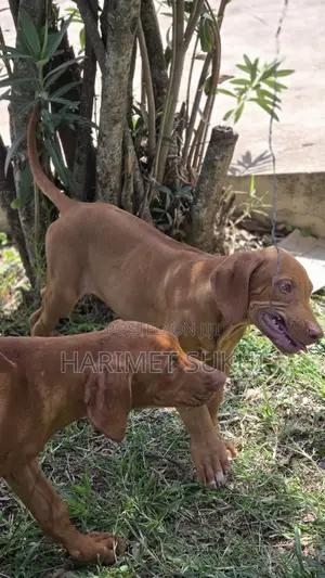3-6 months Male Purebred Rhodesian Ridgeback