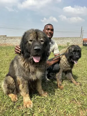 1-3 months Male Purebred Caucasian Shepherd