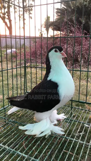 Lahore Pigeon Black Pair