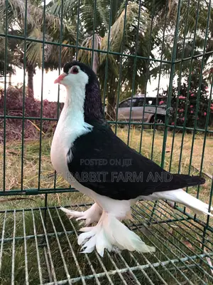 Lahore Pigeon Black Pair