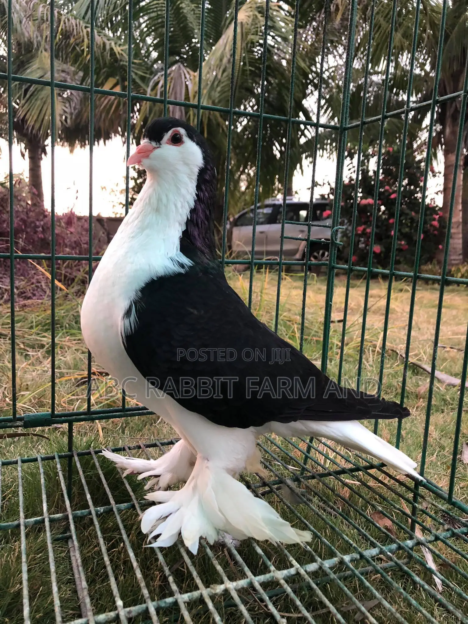 Lahore Pigeon Black Pair