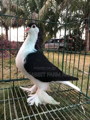 Lahore Pigeon Black Pair