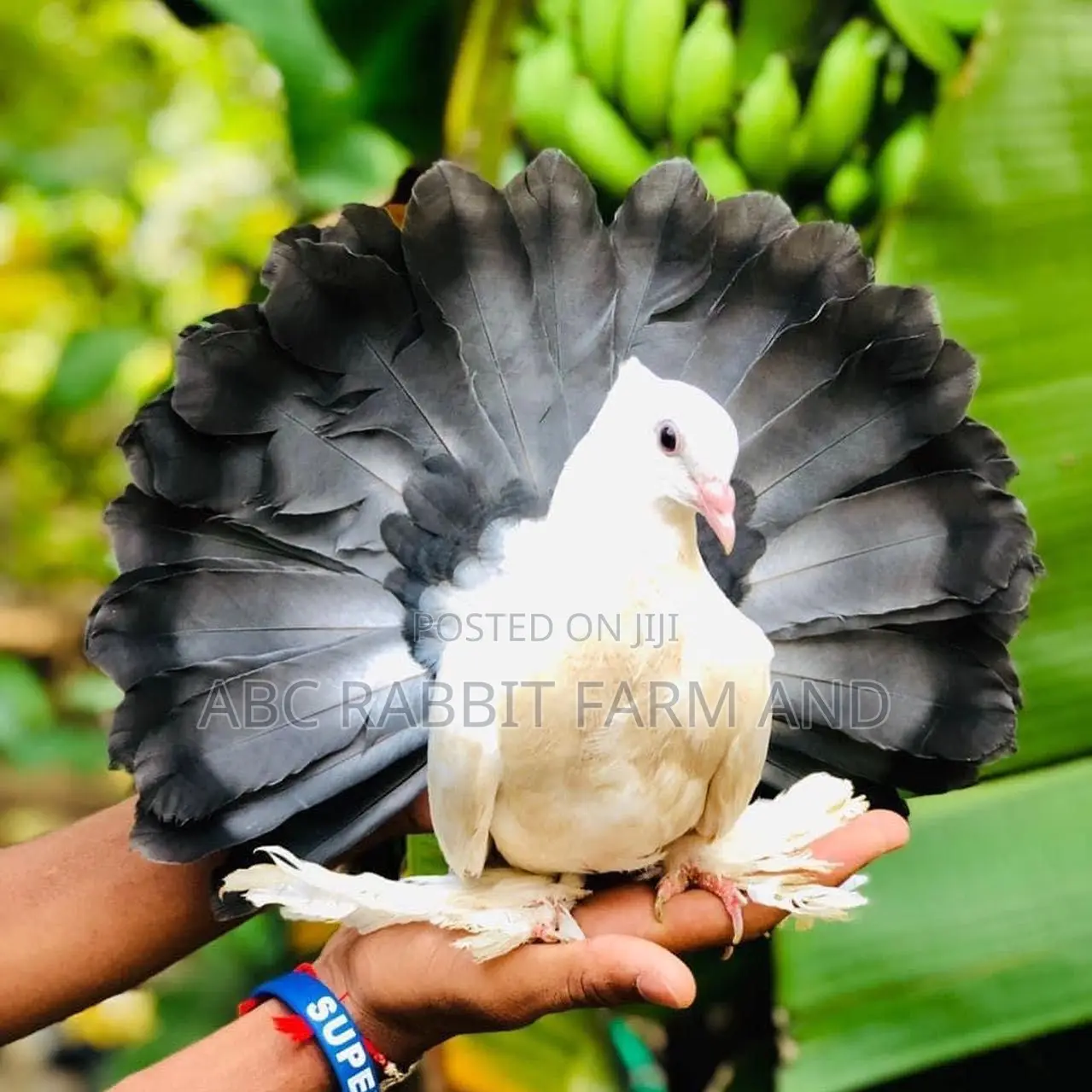 Black Tail Mark Fantail Pigeon