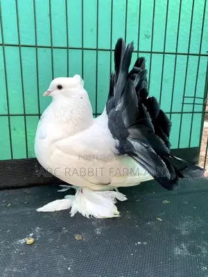 Black Tail Mark Fantail Pigeon