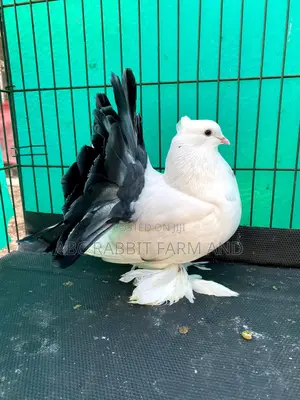 Black Tail Mark Fantail Pigeon