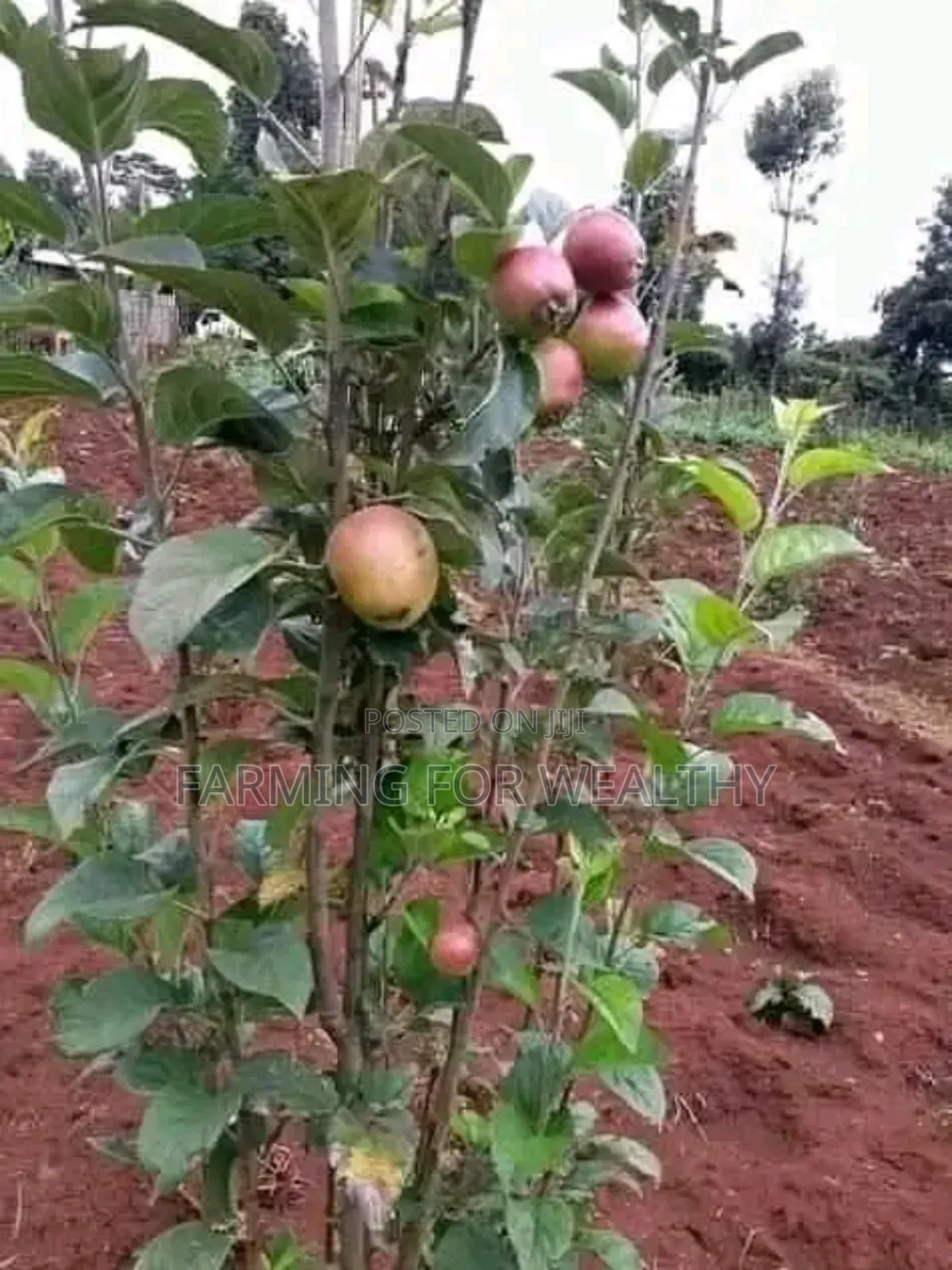 Apple Seedlings