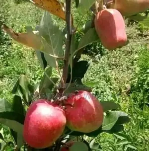 Apple Seedlings