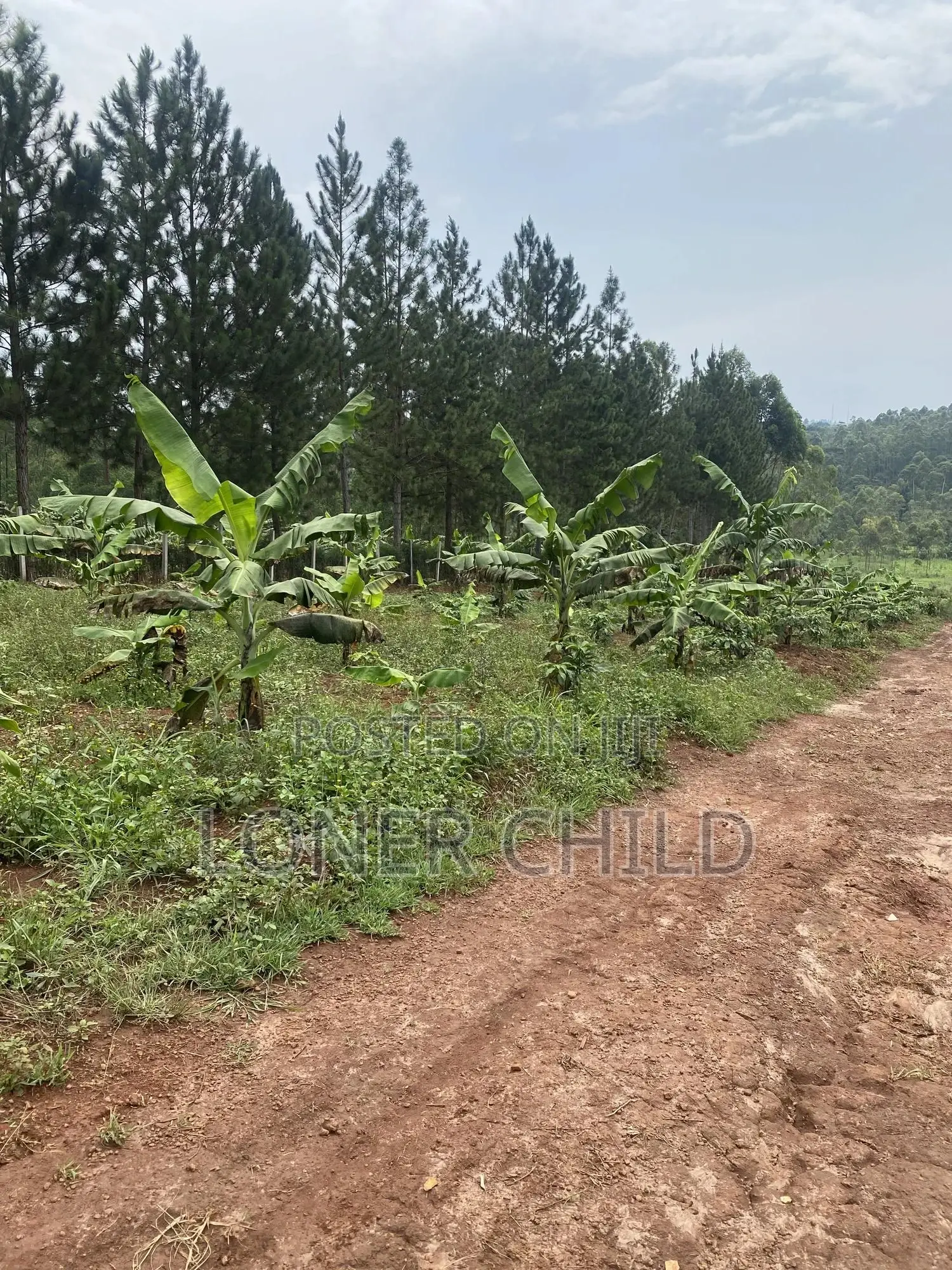 Kisoga Estate Plots