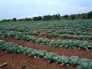 20 Acres of Land for Sale at Nakaseke Along Ngoma Butalangu Road