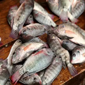 Fish for Sale at Whole-Sale