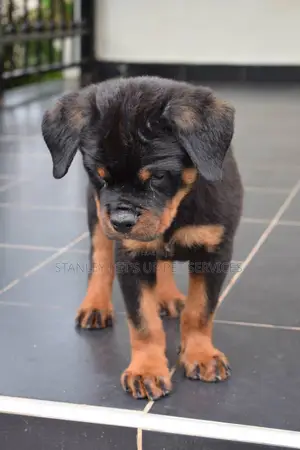 1-3 months Male Purebred Rottweiler