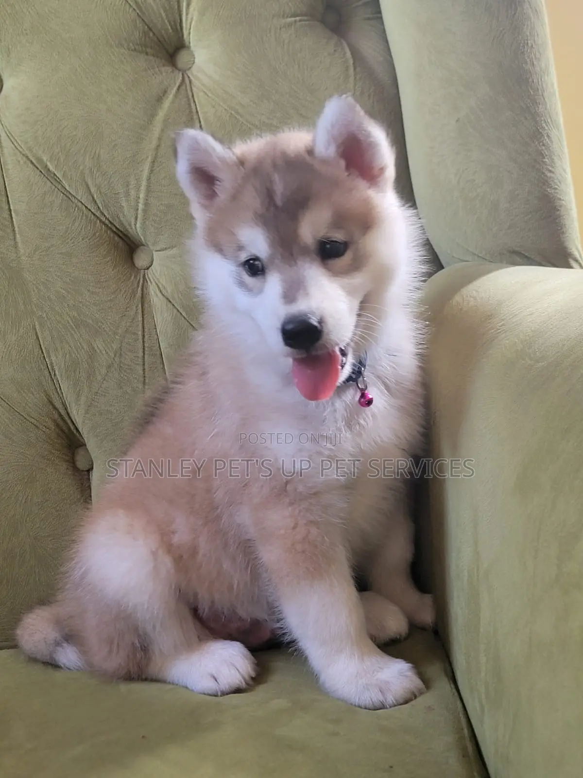 1-3 months Female Purebred Siberian Husky