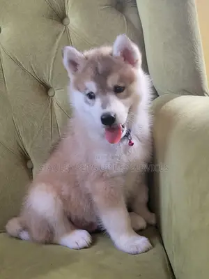 1-3 months Female Purebred Siberian Husky