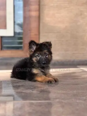 3-6 months Male Purebred German Shepherd
