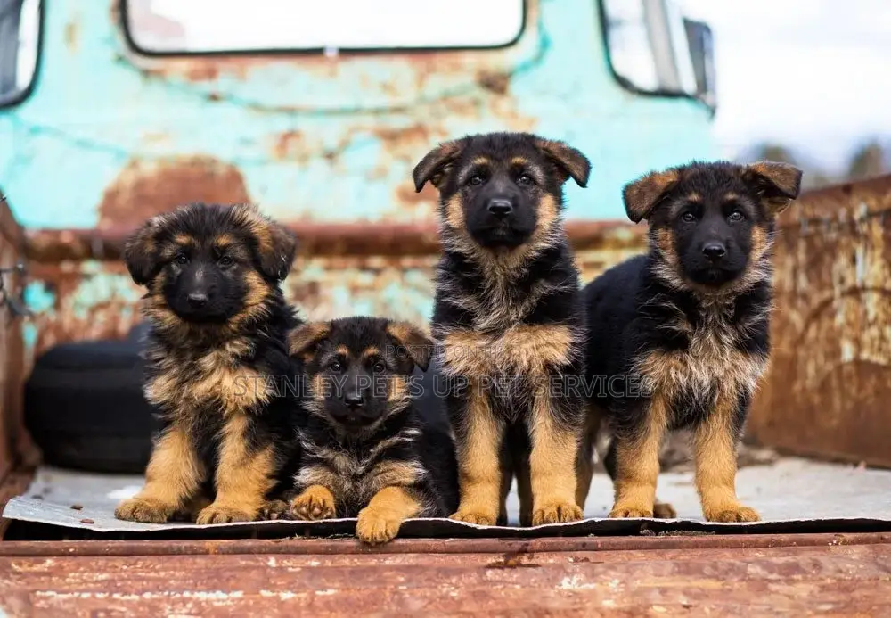 1-3 months Female Purebred German Shepherd