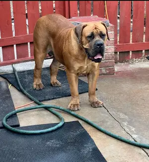 6-12 months Female Purebred Boerboel