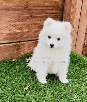 1-3 months Female Purebred Japanese Spitz