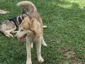 3-6 months Male Purebred Siberian Husky