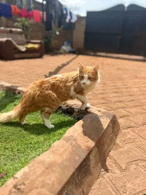 3-6 months Male Purebred Exotic
