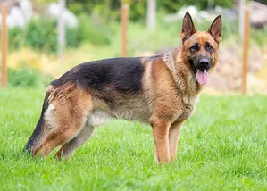 6-12 months Male Purebred German Shepherd
