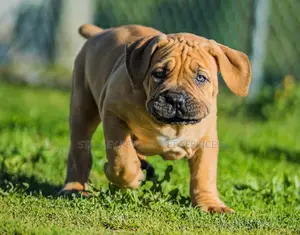 1-3 months Male Purebred Boerboel