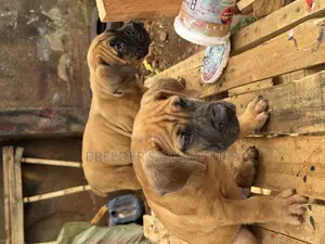 1-3 months Male Purebred Boerboel