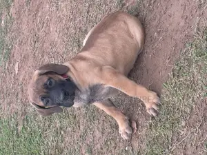 1-3 months Female Purebred Boerboel