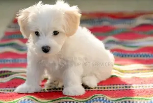 1-3 months Male Purebred Maltese
