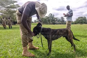 Dog Training